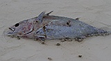 Dead fish at the beach and small crabs feeding on it